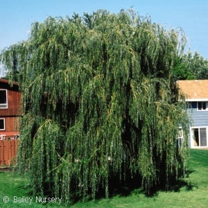Salix Weeping Willow 5 gal