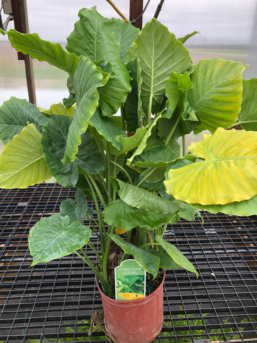 dwarf elephant ears plants for sale west little rock ar Elephant Ear 3 gal – Mile Tree Lawn & Garden