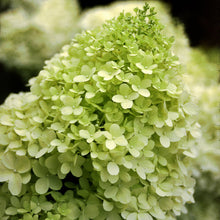 Load image into Gallery viewer, Hydrangea Limelight