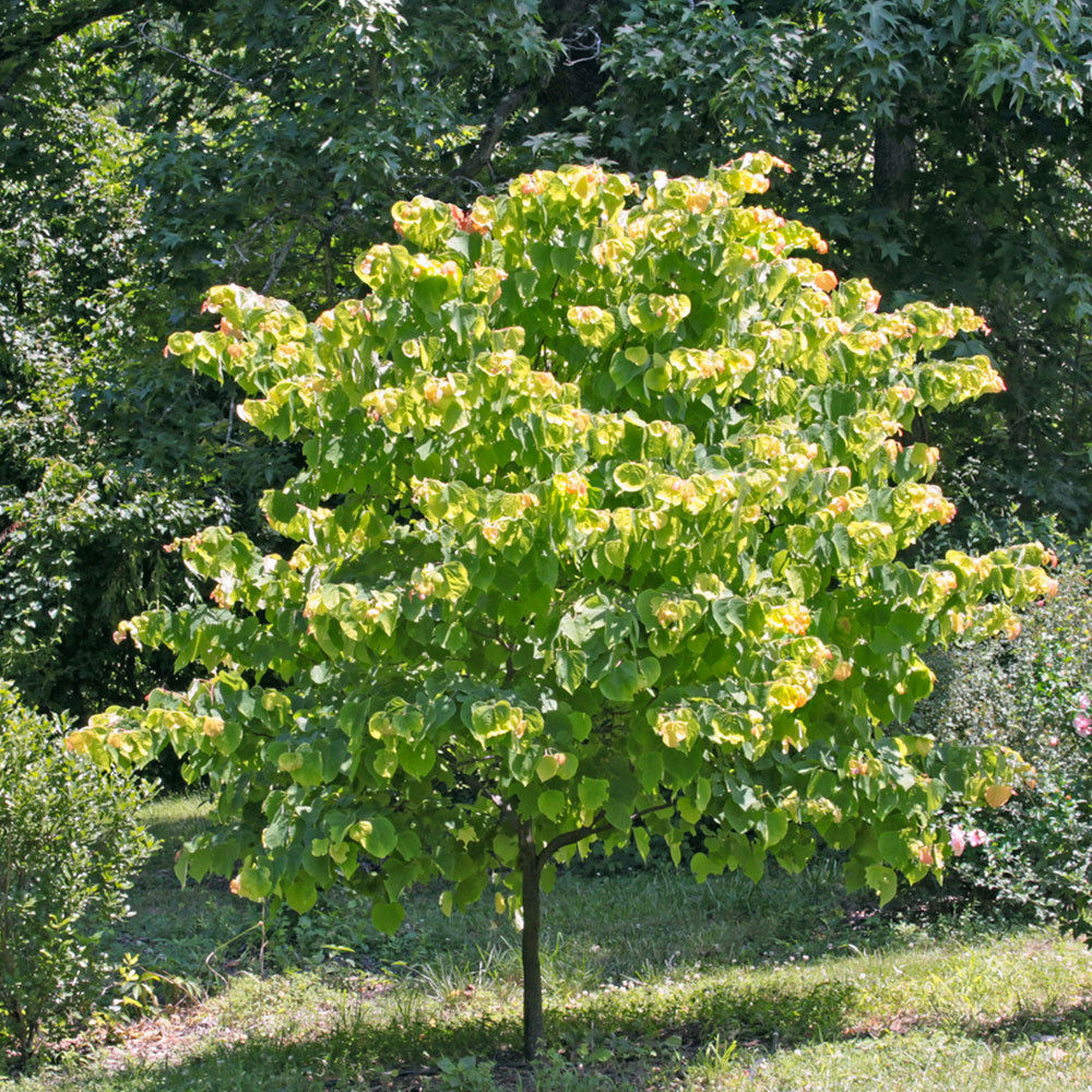 Cercis 'Rising Sun' Redbud 5 gallon – Mile Tree Lawn & Garden