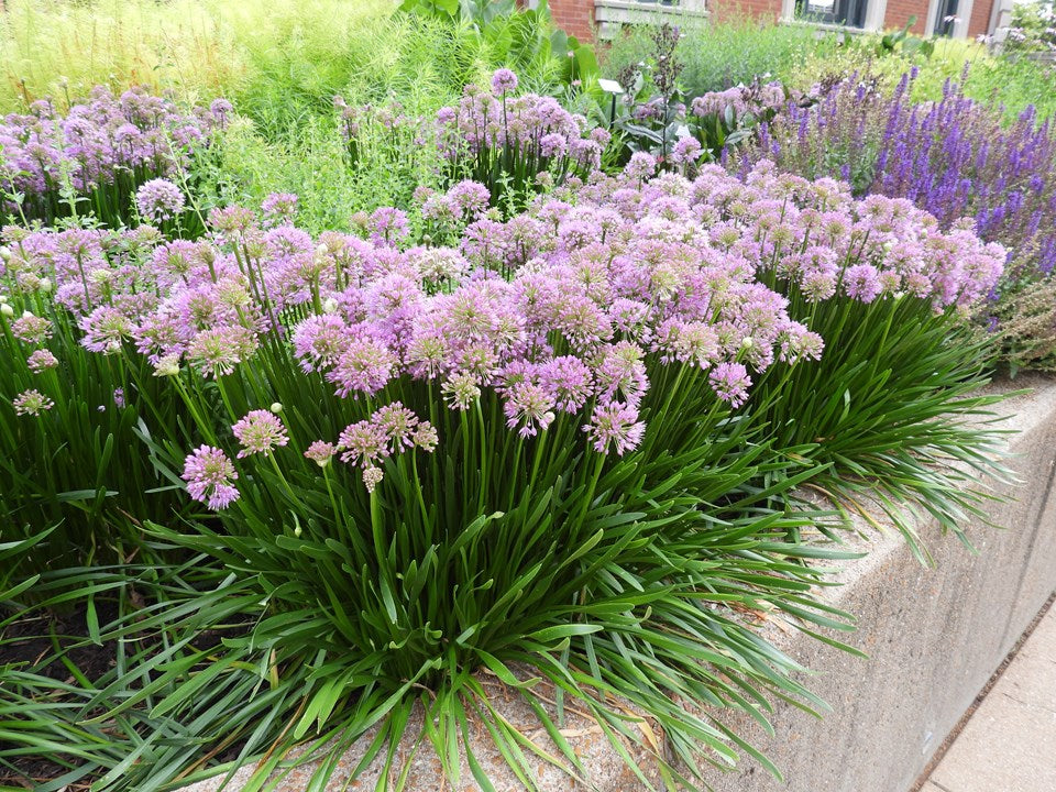 Allium 'Millenium' 1 gallon – Mile Tree Lawn & Garden