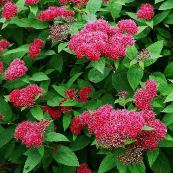 Spirea 'Double Play Red' 3 gallon