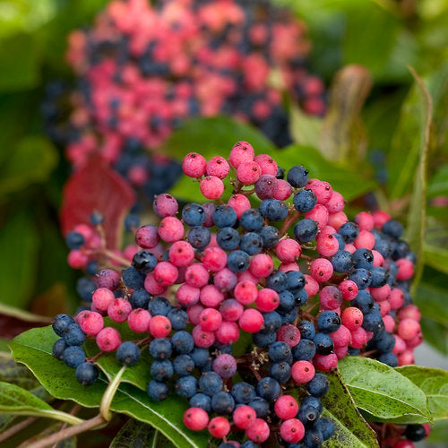 Viburnum 'Brandywine' #3