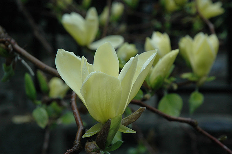 Magnolia 'Golden Gift' 5 gallon