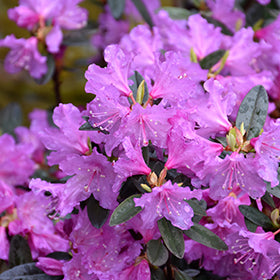 Rhododendron 'Checkmate Dwarf PJM' 3 gallon