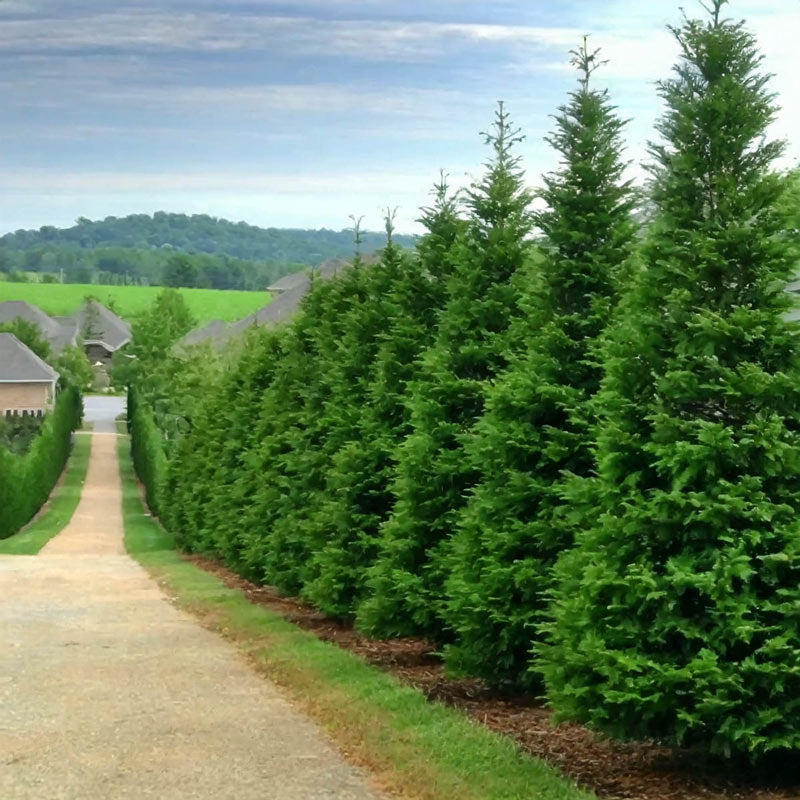 Thuja 'Green Giant' 3 gallon