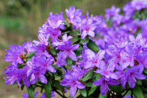 Rhododendron 'Ramapo' 2 gallon