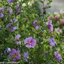 Hibiscus 'Lavender Chiffon' Rose of Sharon 3 gallon