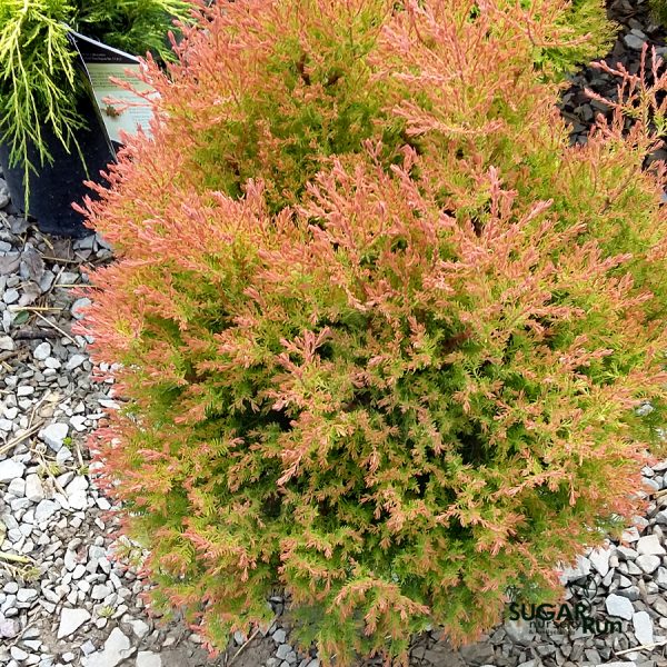 Thuja 'Fire Chief' Arborvitae