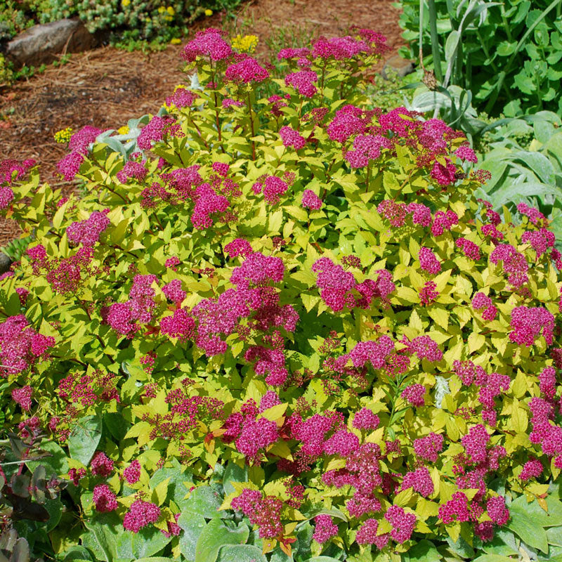 Spirea 'Magic Carpet' 3 gallon