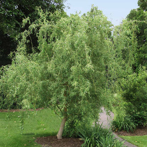 Salix Corkscrew Willow
