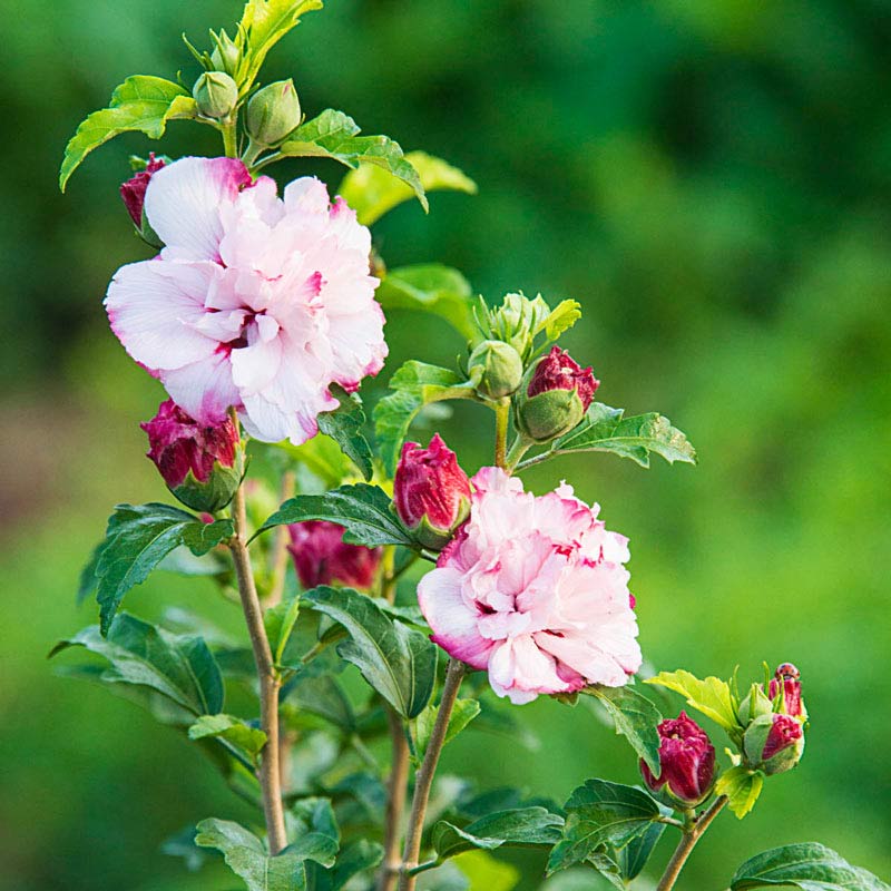 Hibiscus 'Danica' Rose of Sharon 2 gallon