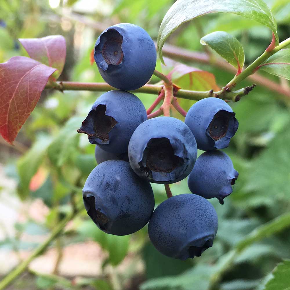 Vaccinium 'Brigitta' Blueberry 1 gallon – Mile Tree Lawn & Garden