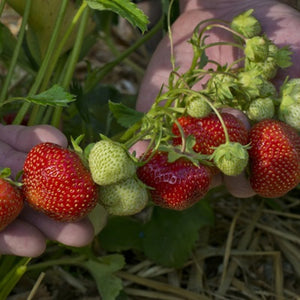 Strawberry Flavorfest- 10/bundle