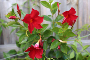 Mandevilla 6” Trellis