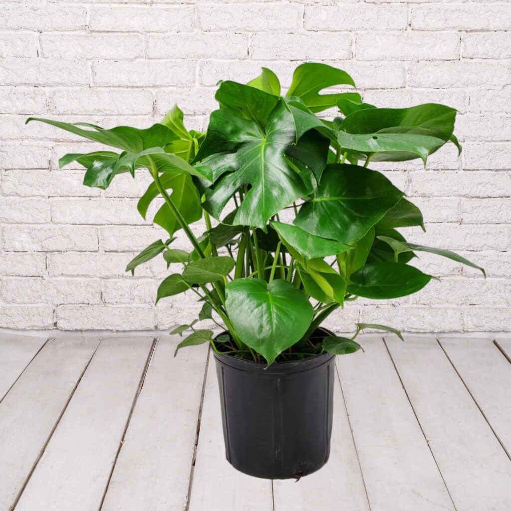 Monstera 3 gallon – Mile Tree Lawn & Garden
