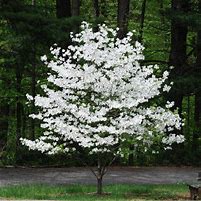 Cornus 'Super Princess' Dogwood 5 gallon