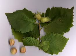 Corylus Hazelnut 3 gallon