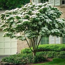 Cornus White Kousa Dogwood 5 gal