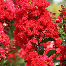 Crape Myrtle- Red 3 gallon