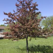 Malus 'Profusion' Crabapple 5gallon