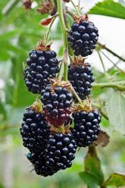 Blackberry 'Black Satin'