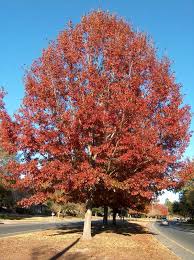 Quercus Shumard Oak