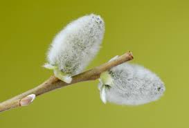 Salix Pussy Willow- White 3 gal
