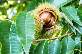 Chinese Chestnut Tree 5 gallon