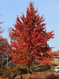 Nyssa syl. Blackgum Tree 5gal