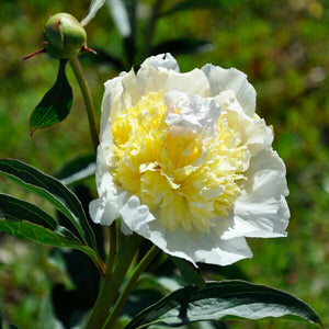 Peony 'Top Brass' 1 gal