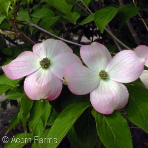 Cornus 'Stellar Pink' Flowering Dogwood 5 gal