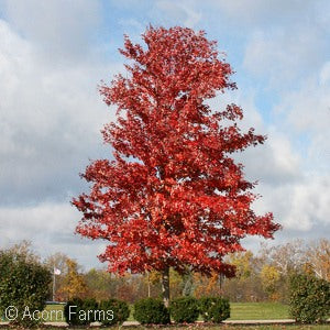 Acer x f. 'Autumn Blaze' Maple