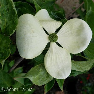Cornus 'Venus' White Flowering Dogwood 7 gal
