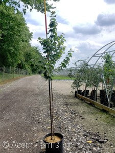 Acer 'Sun Valley' Maple 3 gal