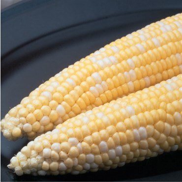 Sweet Corn- Ambrosia- 1lb