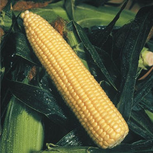 Sweet Corn- Golden Queen- 1lb