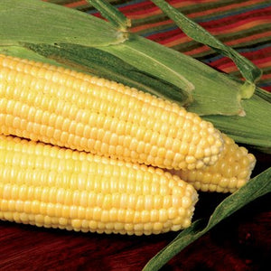 Sweet Corn- Bodacious- 1lb
