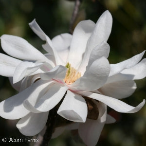 Magnolia 'Royal Star' 5 gal