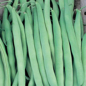 Beans-Mountaineer Half Runner 1lb