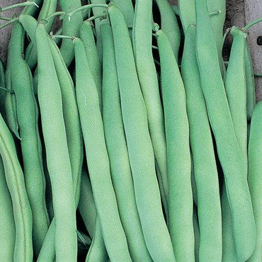 Beans-Mountaineer Half Runner 1lb