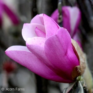 Magnolia 'Jane' – Mile Tree Lawn & Garden