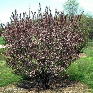 Prunus cistena Purple Sandcherry 3 gal