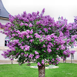 Syringa 'Palibin' Lilac Tree 7 gal