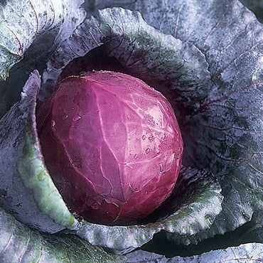 Cabbage- Red Acre 3pk