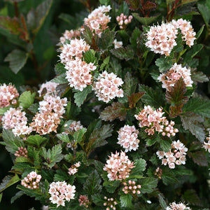 Physocarpus 'Little Devil' Ninebark 3 gal – Mile Tree Lawn & Garden