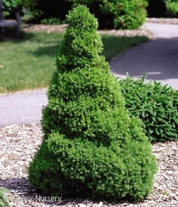 Picea gl 'Conica' Dwarf Alberta Spruce 3 gal