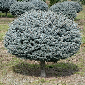 Picea pun 'Globosa' Globe Blue Spruce #5 Std