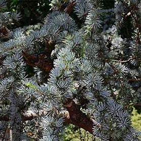 Picea pun 'Pendula' Weeping Blue Spruce 7 gal