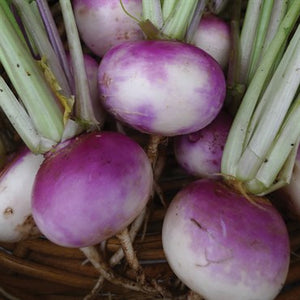 Turnip- Purple Top White Globe- 1lb